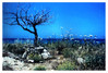 Bermbegroeiing, in de buurt van Armenistis, Ikaria